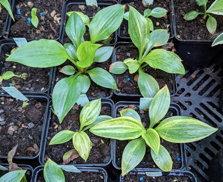 No Regrets Growing Hostas From Seed For The First Time Duluth Hosta