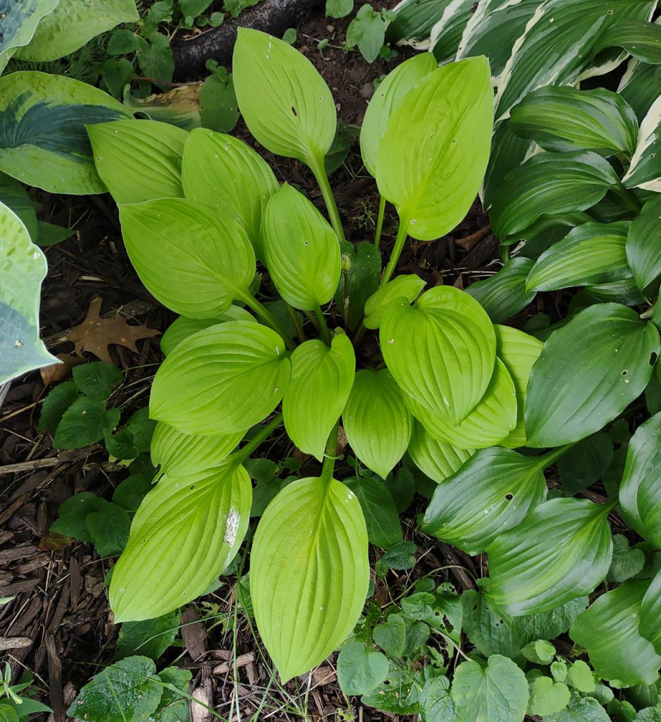 Hosta Blackfoot (Seeds) | Duluth Hosta Co. - Buy Hosta Seeds Online ...