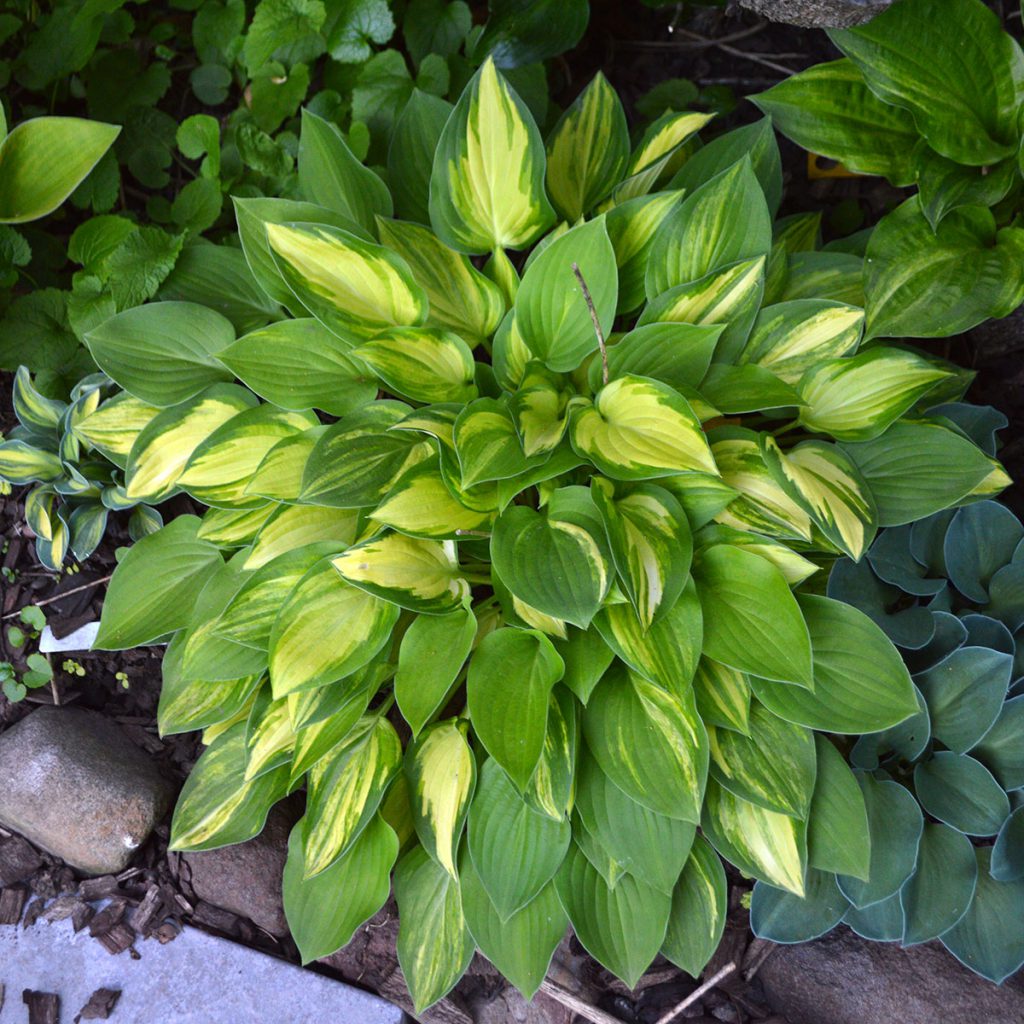 Streaked | Duluth Hosta Co. - Buy Hosta Seeds Online, Hosta Seeds For Sale!