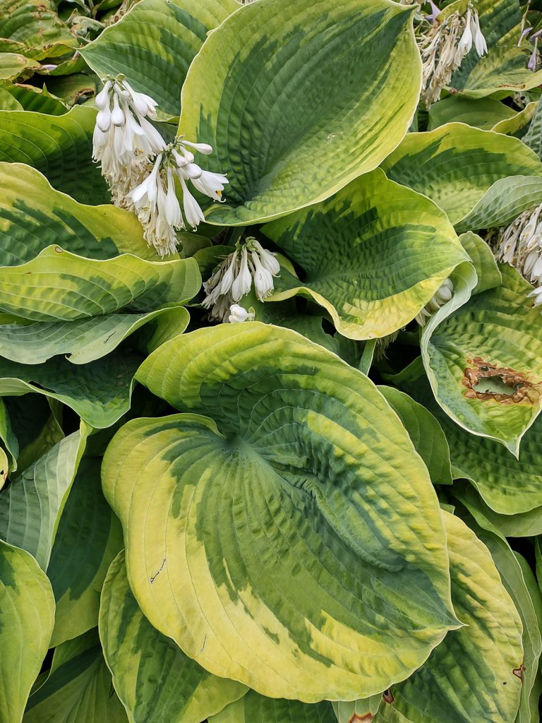 Hosta Olive Bailey Langdon (Seeds) | Duluth Hosta Co. - Buy Hosta Seeds ...