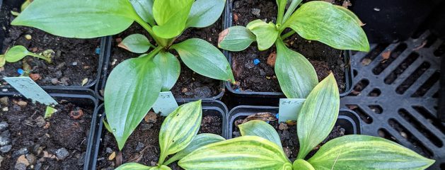 No Regrets: Growing Hostas From Seed For The First Time