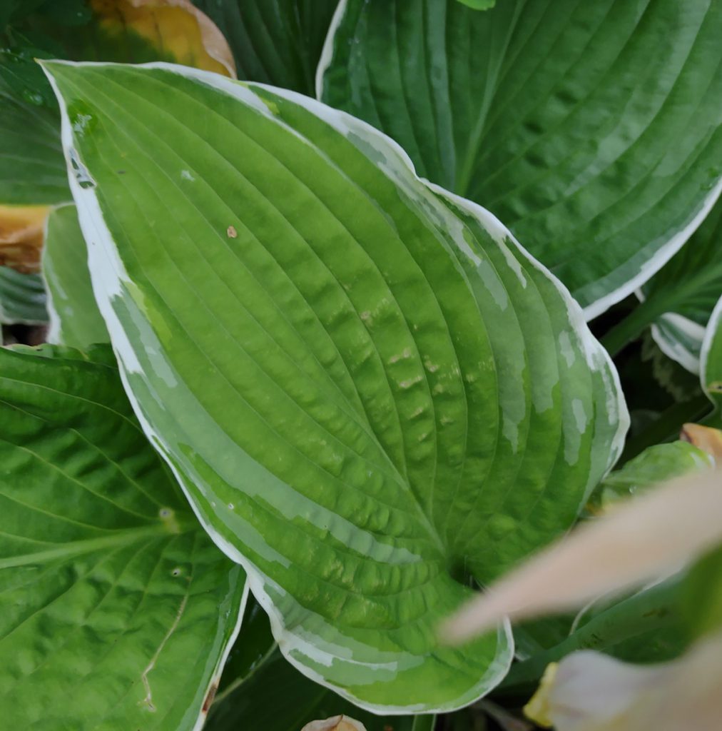 Hosta Frosted Jade (Seeds) Duluth Hosta Co. Buy Hosta Seeds Online