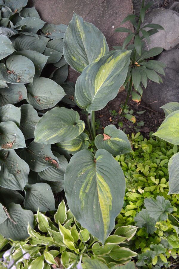 Hosta Quiet Wyatt